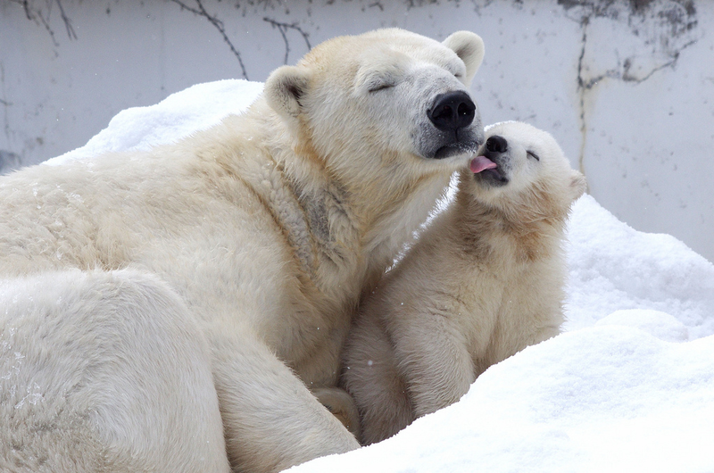 Illustration for article titled Polar bears can communicate via footprints